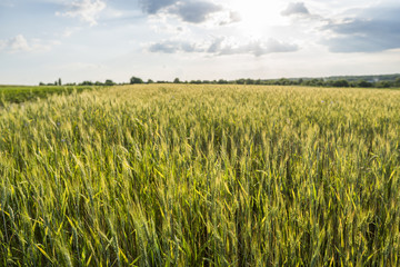 Young green wheat ears on a beautiful grain fields with a cloudy sky in a sunset. Ripening ears wheat. Agriculture. Growing a natural product.