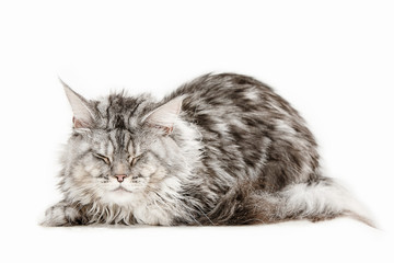 Fototapeta premium Maine Coon sitting and looking away, isolated on white studio