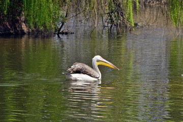 pellicano nuota nell'acqua