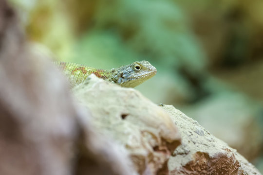 Bibron's agama on a rock