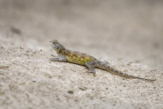 Bibron's agama on a rock