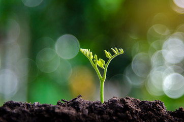 Planting seedlings young plant in the morning light on nature background