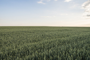 Young green wheat field with evening sunset sky. Ripening ears wheat. Agriculture. Natural product. Agricaltural landscape.