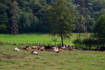 herd of cows resting in the sun after having grazed in a meadow