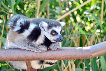 lemure in primo piano