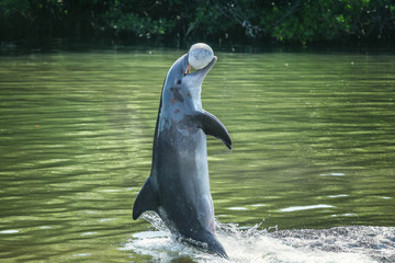 Obraz premium Cute bottlenose dolphin playing with ball