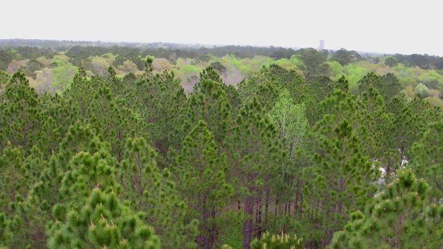 The Beauty of Spring Forest.  Fly over and descend