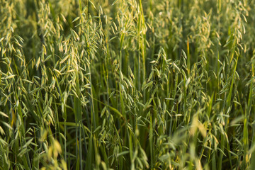Close up on a green oat ears of wheat growing in the field in sunny day. Agriculture. Nature product.