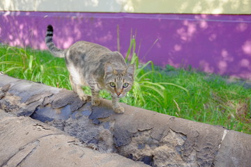 Cat on the heating main in Omsk