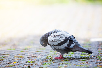 Dove free walking along street