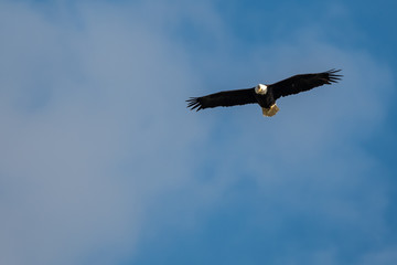 Fototapeta na wymiar Bald eagle against blue sky