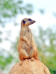 un suricato sta di guardia appollaiato su una roccia vicino alla sua tana