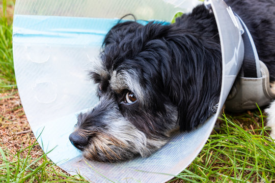 Hund mit einer Verletzung tr&auml;gt nach Operation einen Leckschutz als Halskrause