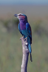 Perched Lilac Breasted Roller Bird