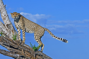 Cheetah on lookout