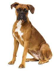 dog sits on a white background