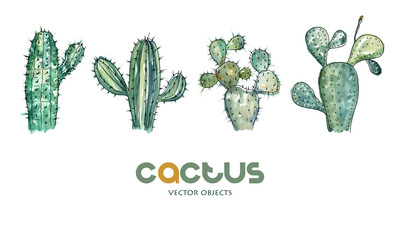 Vector illustration. Cactus collection. Pen drawing with watercolor style background. Vector objects set.