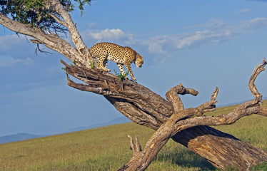 Naklejka na ściany i meble Cheetah on tree