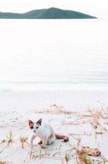Beautiful cat on white sand beach of Koh Mud Sum island near Samui isalnd, Thailand
