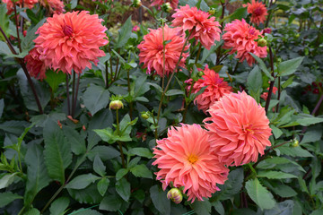 Dahlia rose