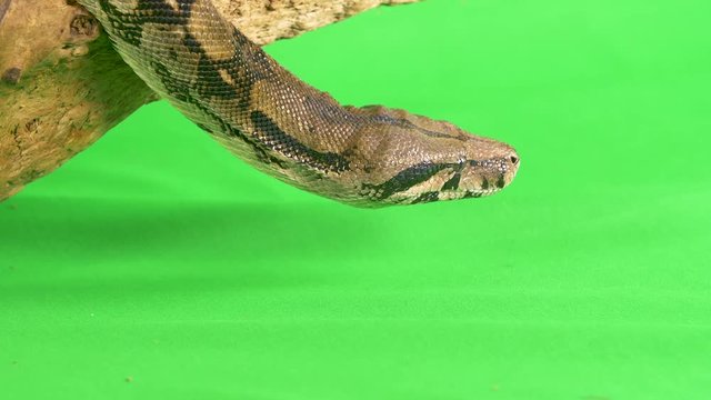 Close-up profile view of a python snake sticking its tongue out against a green screen background