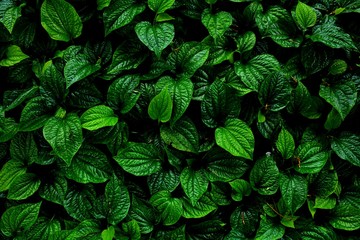beautiful green betel leaves texture background - obrazy, fototapety, plakaty