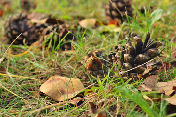 cones and yellow and orange leaves on the grass foreground