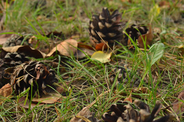 cones and yellow and orange leaves on the grass in the forest in the foreground