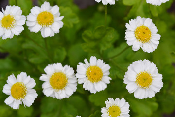 Obraz premium small daisies close-up on a green background