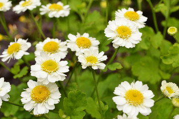 a lot of small chamomile closeup