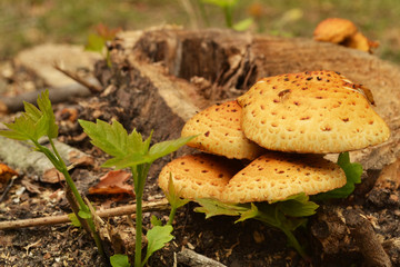 inedible orange mushrooms