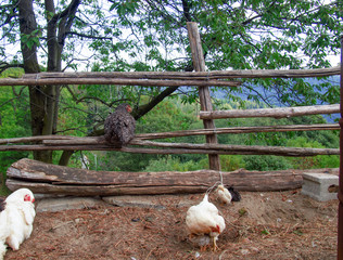 free-range hens scratching outdoors on a farm of other times