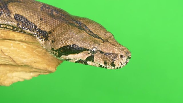 Close-up profile view of a python snake on a log sticking its tongue out against a green screen background