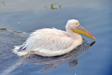 un pellicano nuota e provoca schizzi di acqua sbattendo le ali