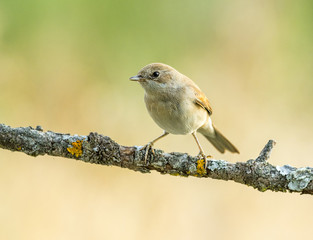 garden warbler Sylvia borin