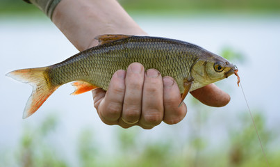 Ide (Leuciscus idus) with a fishhook and a bait in a mouth is on a blurred background. The caught fish is in a fisherman's hand on a bank of a reservoir.