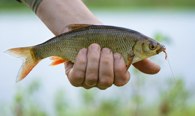Ide (Leuciscus idus) with a fishhook and a bait in a mouth is on a blurred background. The caught...