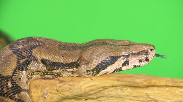Close-up of python snake's head as he slowly slithers along a branch on a green screen background