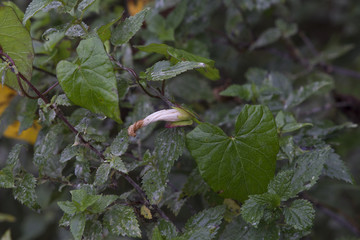 Flowering of a creeper