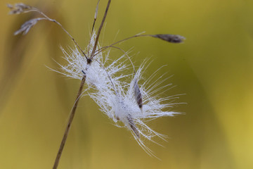 Thistle blossom damp from morning dew