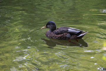 Ile de France - Brétigny-sur-Orge - Parc de Carouge - Canard