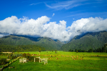 Fototapeta na wymiar New Zealand countryside landscape
