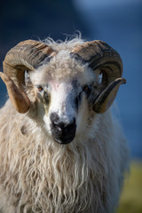 Färöer Inseln | Schaf