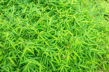 fresh green leaves natural bamboo like background, pattern