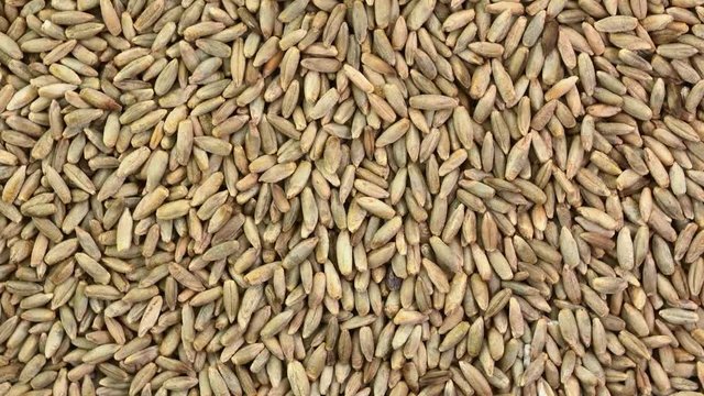 closeup of rye grain - rotating background, top view