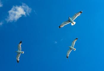 White seagull flying over Saronic Gulf in Greece