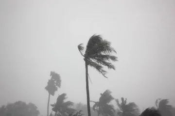 Deurstickers the rain storm big wind impact coconut tree with gray sky background © apithana