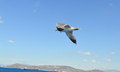 Fototapeta na wymiar White seagull flying over Saronic Gulf in Greece