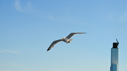 White seagull flying over Saronic Gulf in Greece