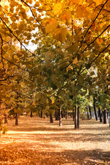 Fototapeta na wymiar autumn time in the city park